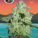 California Orange Cheese Feminised Cannabis Seeds | Big Buddha Seeds California Orange Cheese Feminised Cannabis Seeds | Big Buddha Seeds