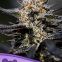 Calypso Sunrocks Feminised Cannabis Seeds - Anesia Seeds Calypso Sunrocks Feminised Cannabis Seeds - Anesia Seeds