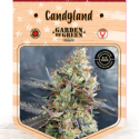Candyland Feminised Cannabis Seeds | Garden of Green Candyland Feminised Cannabis Seeds | Garden of Green