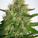 Cannabis Light Feminised Cannabis Seeds | Ministry of Cannabis