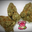 Cannacotta Feminised Cannabis Seeds - Tastebudz.