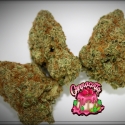 Cannacotta Feminised Cannabis Seeds - Tastebudz. Cannacotta Feminised Cannabis Seeds - Tastebudz.