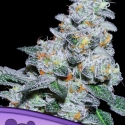 Captain Future Feminised Cannabis Seeds - Anesia Seeds