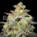 Caramella Auto Feminised Cannabis Seeds | Expert Seeds Caramella Auto Feminised Cannabis Seeds | Expert Seeds