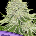 Cash Cow Feminised Cannabis Seeds - Anesia Seeds