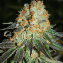 Cash Crop Auto Feminised Cannabis Seeds | Cream Of The Crop