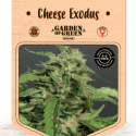 Cheese Exodus Feminised Cannabis Seeds | Garden of Green