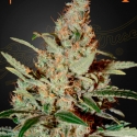 Chemdog Feminised Cannabis Seeds | Green House Seeds.