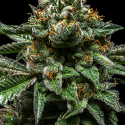 Chempie Feminised Cannabis Seeds | Ripper Seeds
