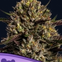 Chimera Cut Feminised Cannabis Seeds - Anesia Seeds