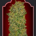 Chocolate Kush Feminised Cannabis Seeds | OO Seeds