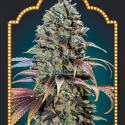 Chocolate Cream Feminised Cannabis Seeds | OO Seeds Chocolate Cream Feminised Cannabis Seeds | OO Seeds