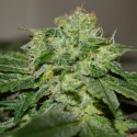 Chocolate Heaven Feminised Cannabis Seeds Chocolate Heaven Feminised Cannabis Seeds