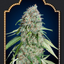 Chocolate Skunk CBD Feminised Cannabis Seeds | OO Seeds Chocolate Skunk CBD Feminised Cannabis Seeds | OO Seeds