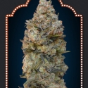 Chocolate Skunk Feminised Cannabis Seeds | OO Seeds Chocolate Skunk Feminised Cannabis Seeds | OO Seeds