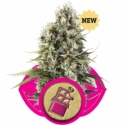 Chocolate Haze Feminised Cannabis Seeds | Royal Queen Seeds