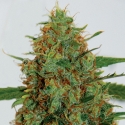 Cinderella 99 Feminised Cannabis Seeds