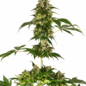 Cosmic Kiss Feminised Cannabis Seeds - Sensi Seeds.