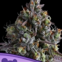 Coco Jambo Feminised Cannabis Seeds - Anesia Seeds