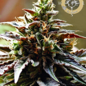 Congo Feminised Cannabis Seeds - Anesia Seeds Congo Feminised Cannabis Seeds - Anesia Seeds