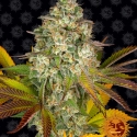 Cookies Kush Auto Feminised Cannabis Seeds | Barney's Farm 