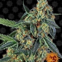 Cookies Kush Feminised Cannabis Seeds | Barney's Farm Cookies Kush Feminised Cannabis Seeds | Barney's Farm