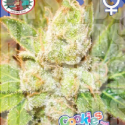 Cookies and Cream Cheese Feminised Cannabis Seeds | Big Buddha Seeds 