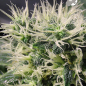 Copacobana Feminised Cannabis Seeds - Anesia Seeds Copacobana Feminised Cannabis Seeds - Anesia Seeds