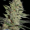 Crazy Mouse Auto (Amsterdam Cheese Auto) Feminised Cannabis Seeds | Kera Seeds Crazy Mouse Auto (Amsterdam Cheese Auto) Feminised Cannabis Seeds | Kera Seeds