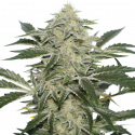 Creamy Kees Regular Cannabis Seeds - Super Sativa Seed Club Creamy Kees Regular Cannabis Seeds - Super Sativa Seed Club