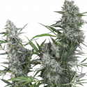 Creeper Regular Cannabis Seeds - Super Sativa Seed Club