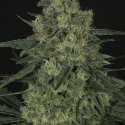 Criminal + Feminised Cannabis Seeds Criminal + Feminised Cannabis Seeds
