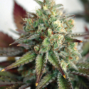 Critical 2.0 XL Auto Feminised Cannabis Seeds | Garden of Green Critical 2.0 XL Auto Feminised Cannabis Seeds | Garden of Green