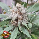 Critical Banana Smoothie  Auto Feminised Cannabis Seeds - Tastebudz.