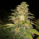 Critical Blue Auto Feminised Cannabis Seeds | Expert Seeds