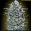 Critical Lemon FAST  Feminised Cannabis Seeds | Advanced Seeds.