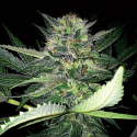 Critical Lights Feminised Cannabis Seeds | Expert Seeds Critical Lights Feminised Cannabis Seeds | Expert Seeds