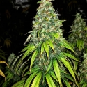 Auto Blutonium Mass Feminsed Cannabis Seeds | Critical Mass Collective Seeds