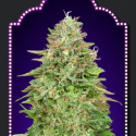Critical Poison Fast V Feminised Cannabis Seeds | OO Seeds Critical Poison Fast V Feminised Cannabis Seeds | OO Seeds