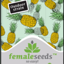 Critical Sour Feminised Cannabis Seeds | Female Seeds 