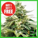Critical XXL Feminised Cannabis Seeds - Cannabis Seeds Store