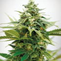Critical XXL Feminised Cannabis Seeds | Garden of Green