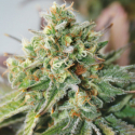 Critical XXL Auto Feminised Cannabis Seeds | Garden of Green Critical XXL Auto Feminised Cannabis Seeds | Garden of Green
