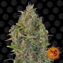 Critical Kush Feminised Cannabis Seeds | Barney's Farm Critical Kush Feminised Cannabis Seeds | Barney's Farm
