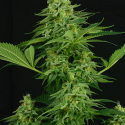 Moonshine Mass Feminised Cannabis Seeds| Critical Mass Collective Seeds Moonshine Mass Feminised Cannabis Seeds| Critical Mass Collective Seeds