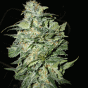 Crop Circle Auto Feminised Cannabis Seeds | Cream Of The Crop Crop Circle Auto Feminised Cannabis Seeds | Cream Of The Crop