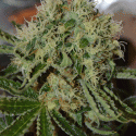 Custard Cream Feminised Cannabis Seeds | Cream Of The Crop