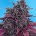 Auto Dark Devil Feminised Cannabis Seeds | Sweet Seeds Auto Dark Devil Feminised Cannabis Seeds | Sweet Seeds