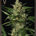 Buy Strain Hunters Damnesia Auto Feminised Cannabis Seeds Buy Strain Hunters Damnesia Auto Feminised Cannabis Seeds