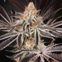 Dark Phoenix Feminised Cannabis Seeds | Green House Seeds. Dark Phoenix Feminised Cannabis Seeds | Green House Seeds.